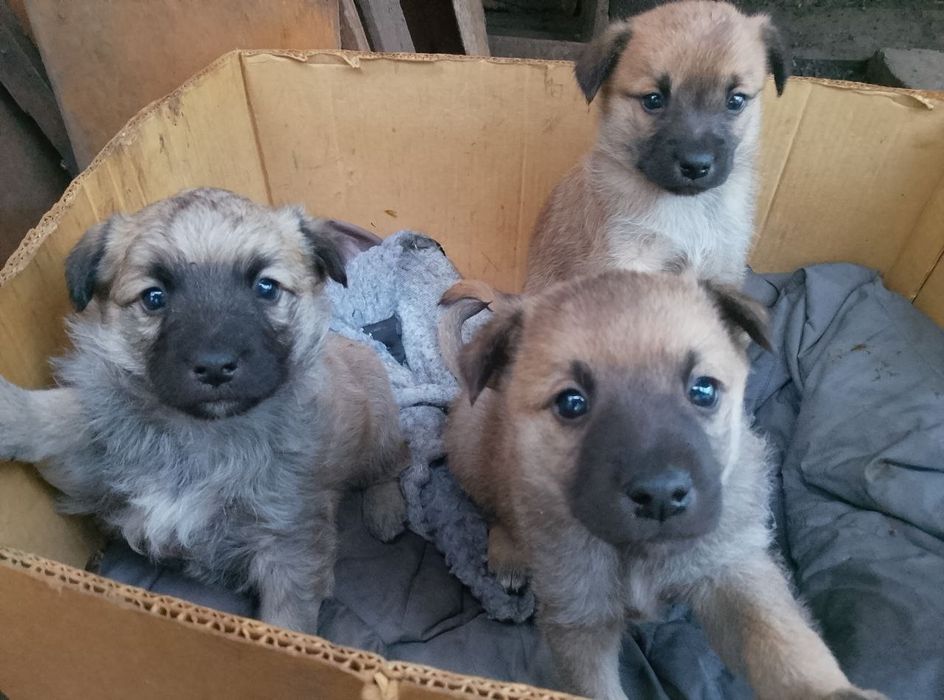 Викинули на смітник! Віддам в хороші руки