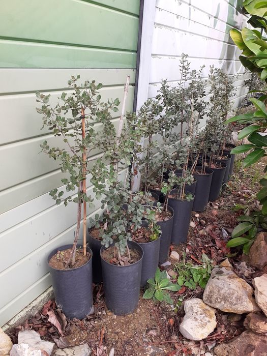 Azinheiras de bolota doce