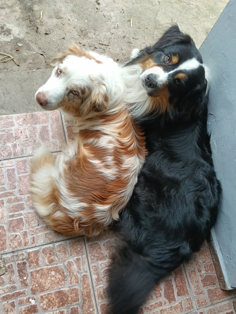 Owczarek australijski (Aussie)