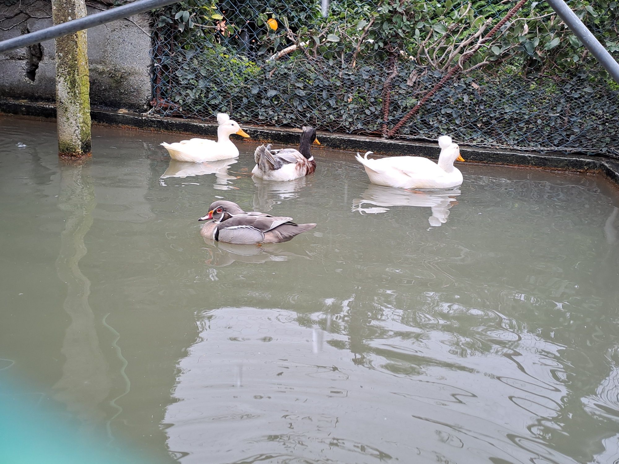 Patos pompom e carolinos
