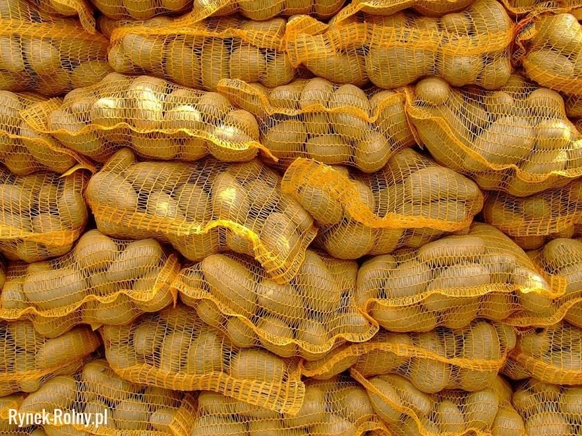 Sprzedam ziemniaki wielkości sadzeniaka, jadalne i paszowe