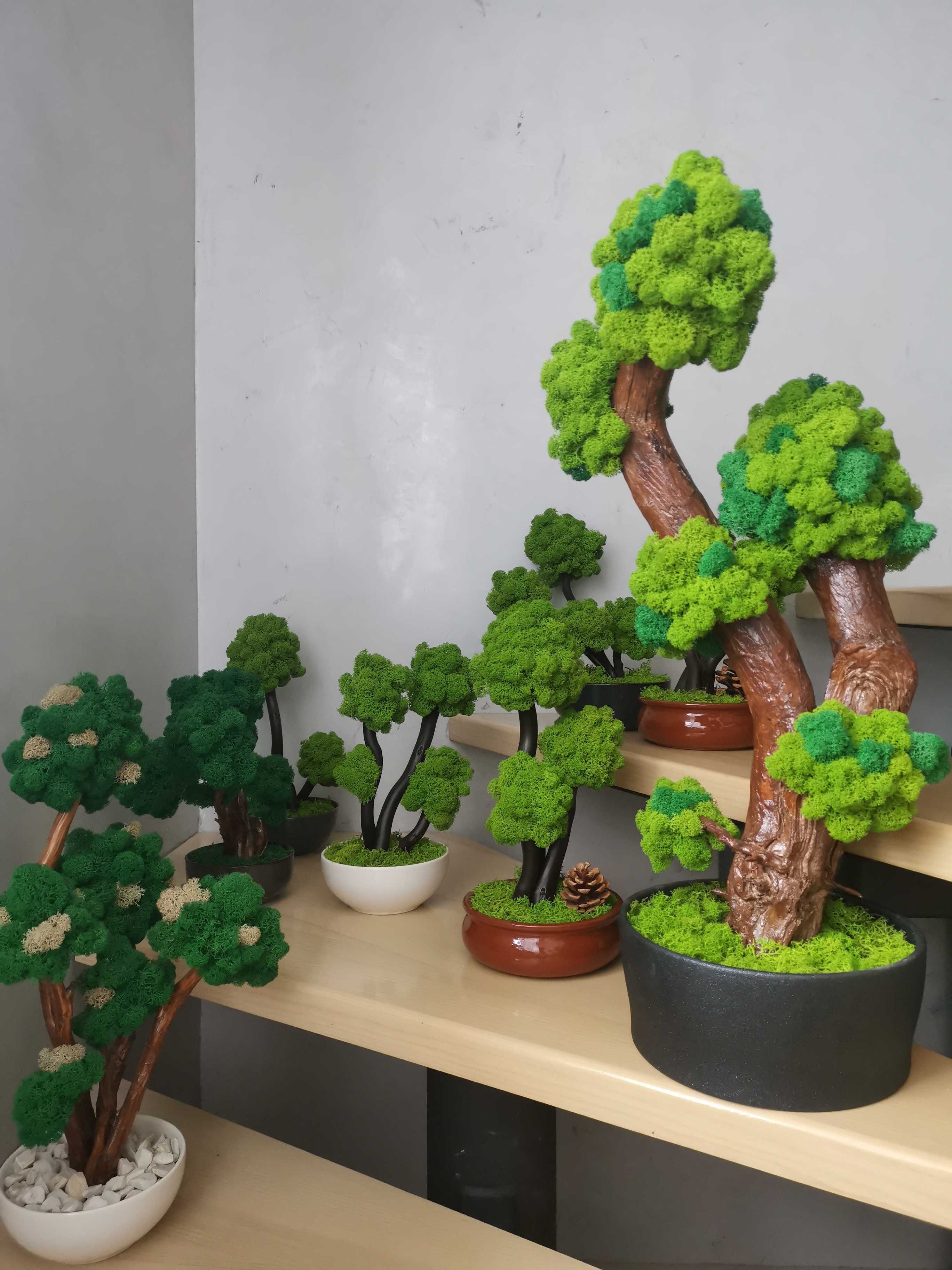 Drzewa bonsai z mchu chrobotka fińskiego