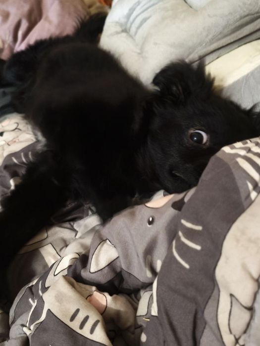 Кумедна дівчинка) Цуценя‼️