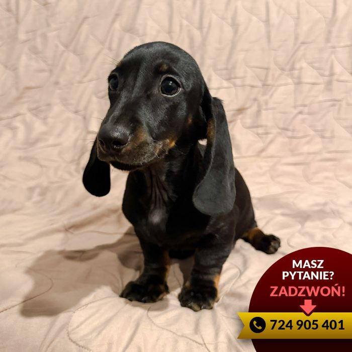 **jamnik (piesek) czarny podpalany**