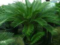 Cycas