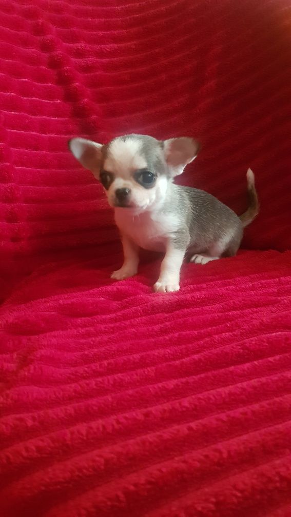 Chihuahua piesek