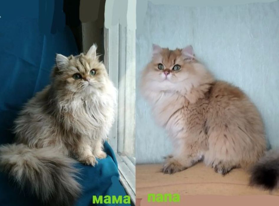 Золотая шиншилла длинношерстные британские