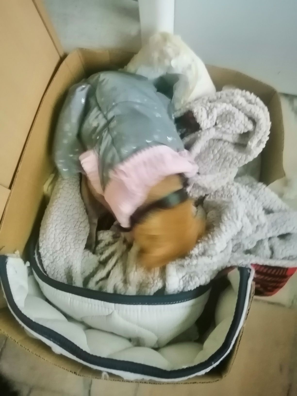 pinscher com cancro arraçada para adoção