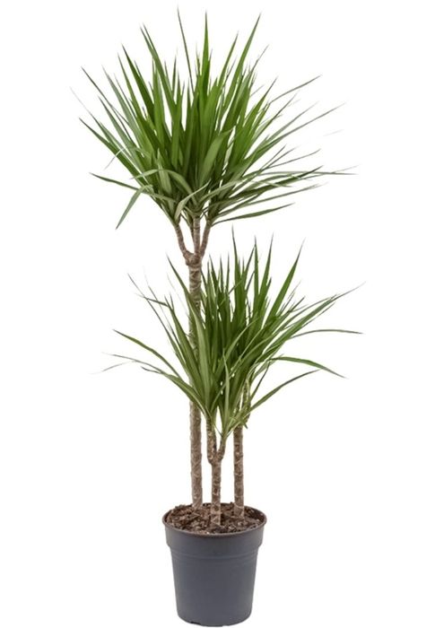 Продам драцену 2м