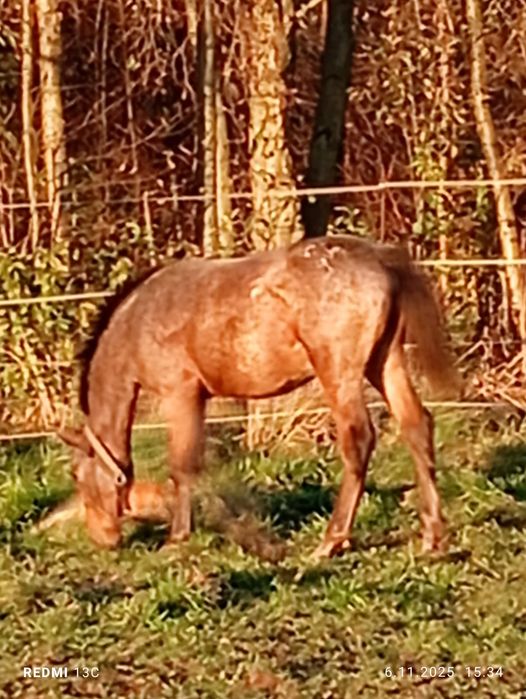 Ogierek z kwietnia tego roku