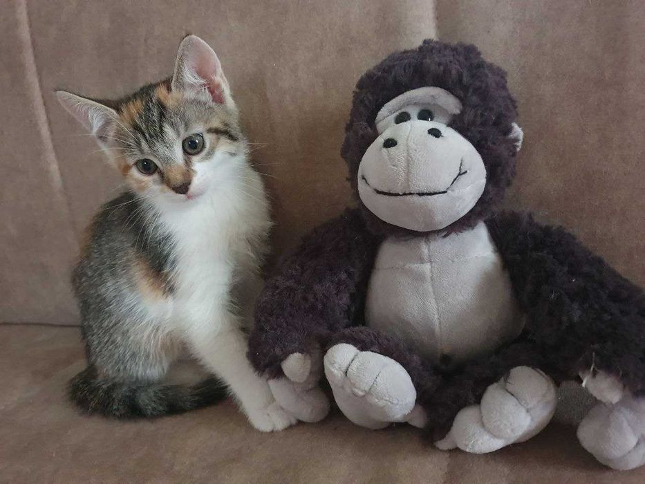 Троє кошенят шукають турботливу родину. Народжені 15.09