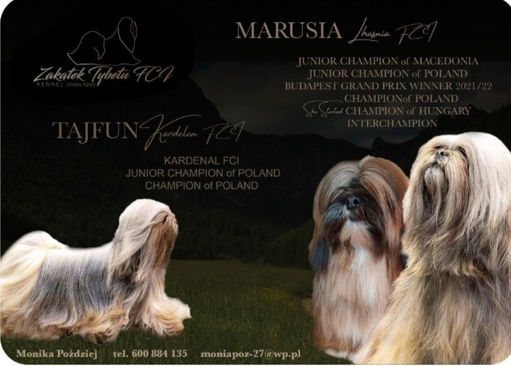 Lhasa Apso FCI /ZKwP
