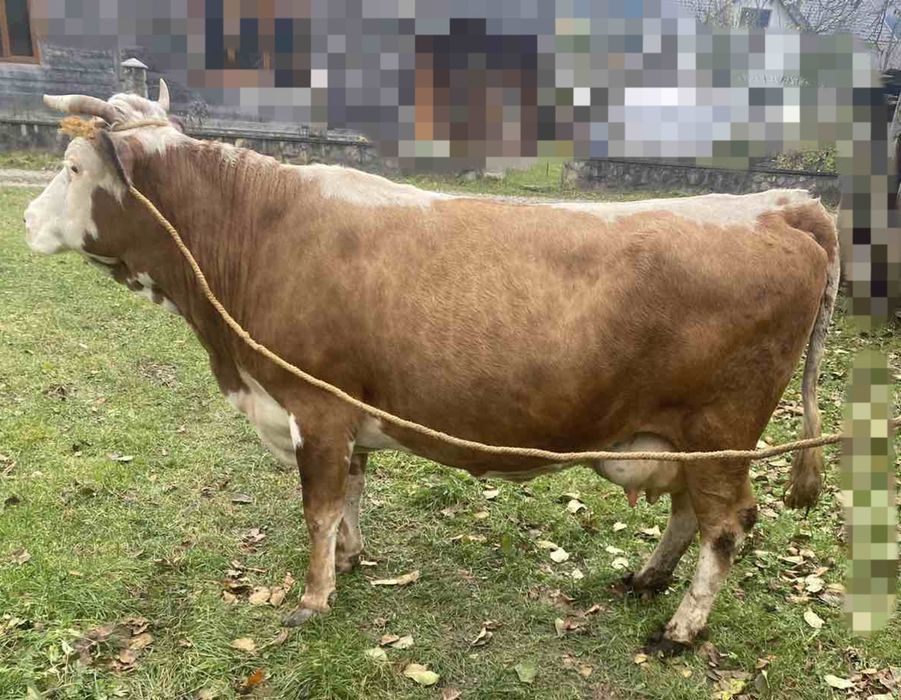 Продається корова