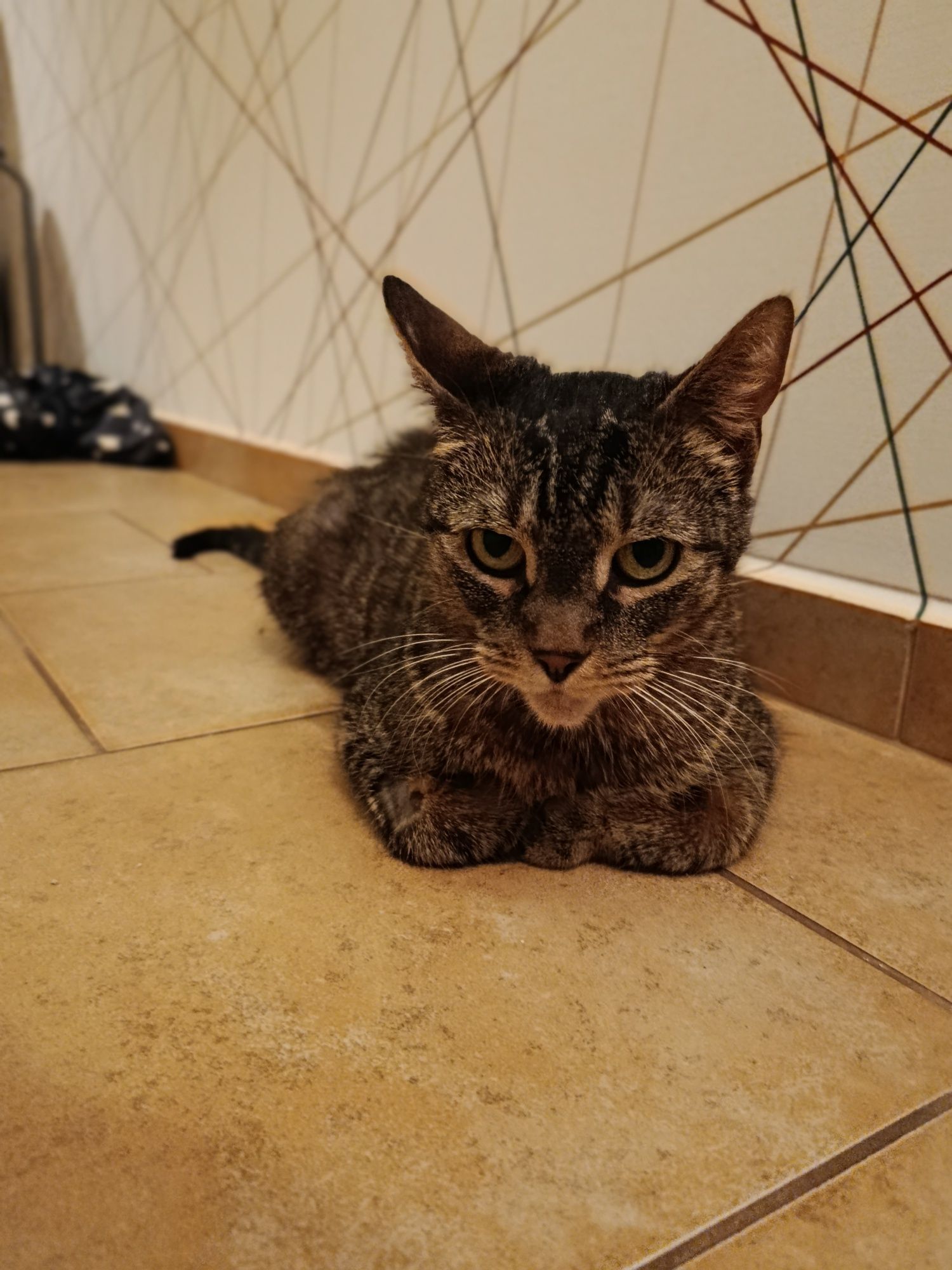 Kotka do adopcji