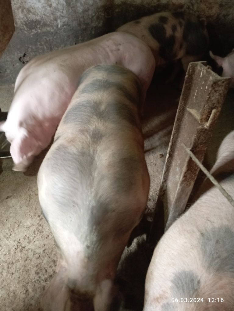 Продам великі свині вага 180-220 кг