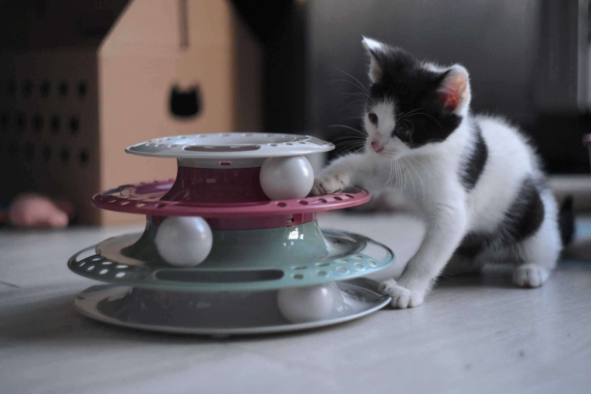 Kocie rodzeństwo do adopcji