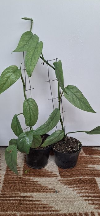 Кімнатні рослини