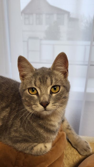 Молоденька кішечка Асма