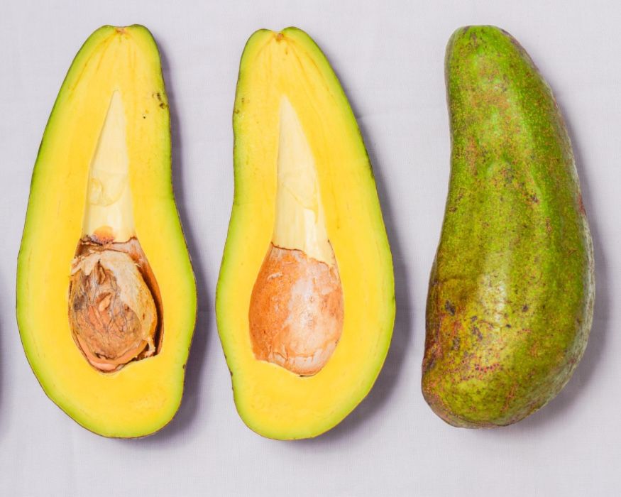 Abacate enxertado Pinkerton, Zutano, Fuerte, Reed, Hass, Bacon