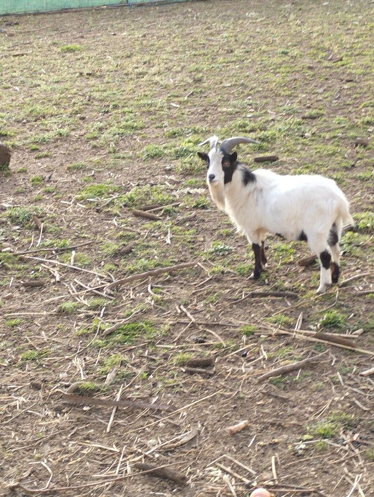 Vendo macho de cabra ana