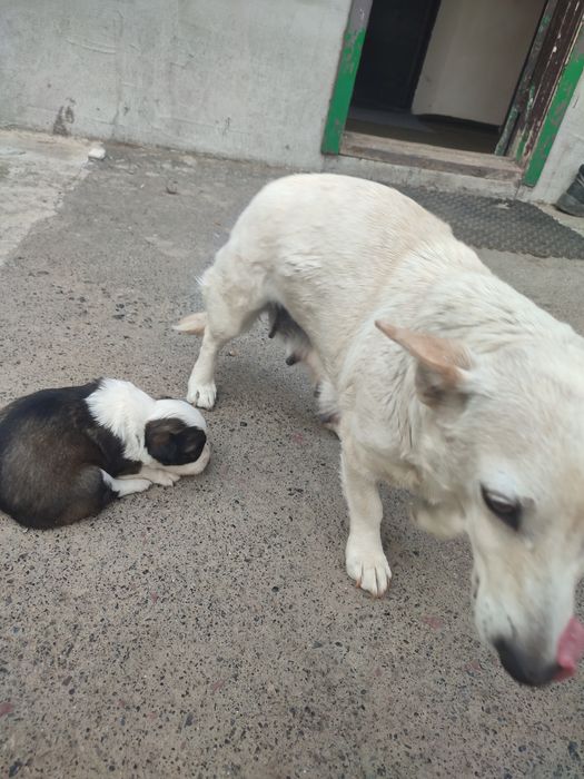 Відаємо цуценя  хлопчика