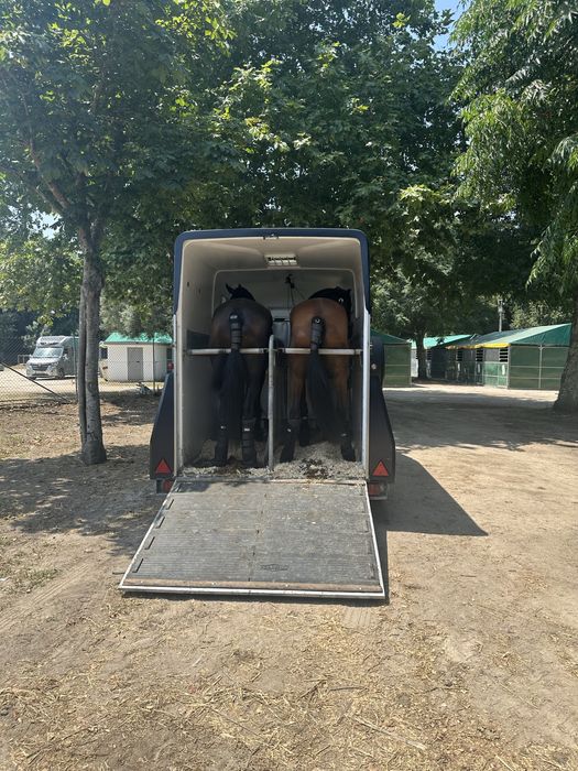 Transporte de cavalos