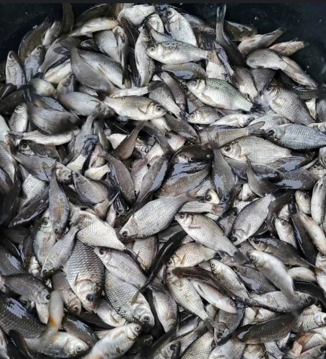 Продаю живу рибу