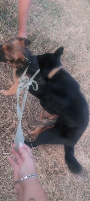 НА ОХОРОНУ!Довгошерстий крупний шикарний німець