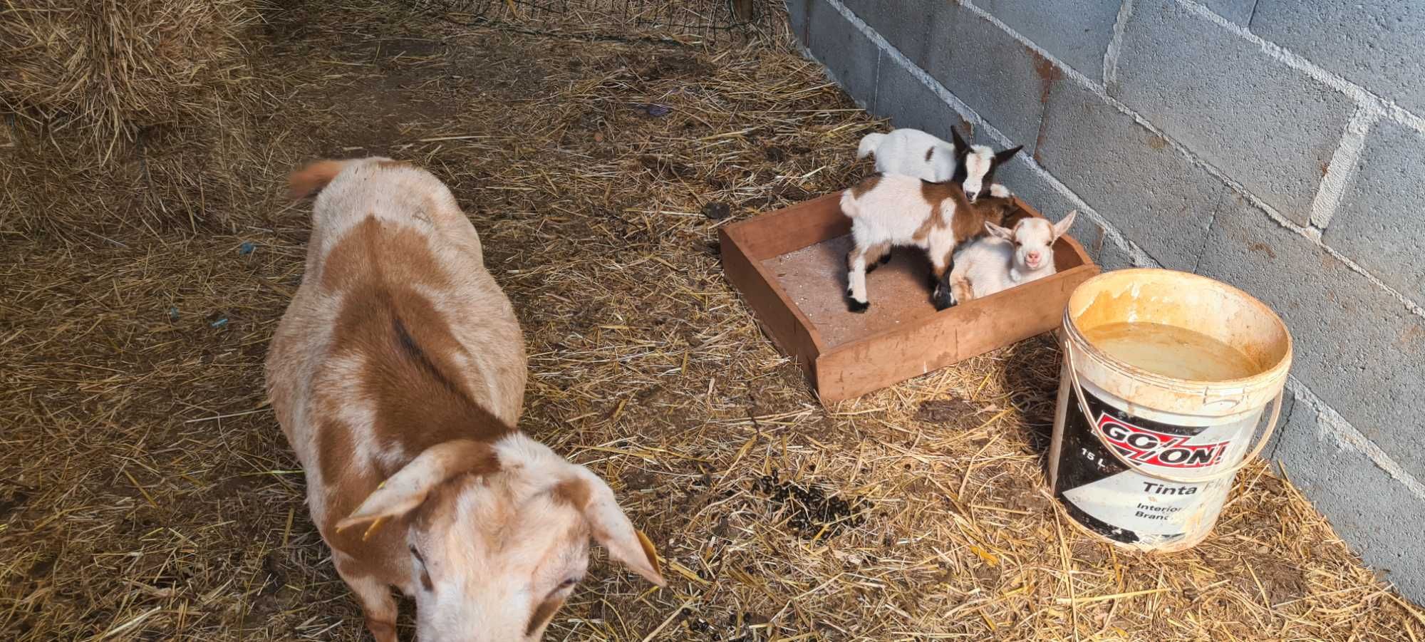 Cabras anãs e cabritinhos