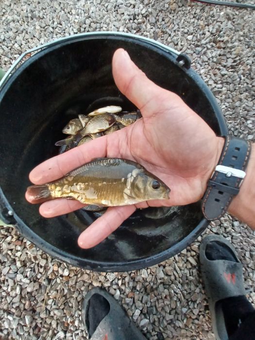 Karp narybek  / kroczek  . Lin ,Amur ,Tołpyga.