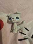 LPS border collie 363