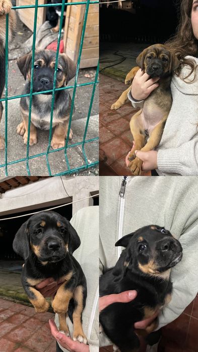 Cadelinhas para adoção responsável