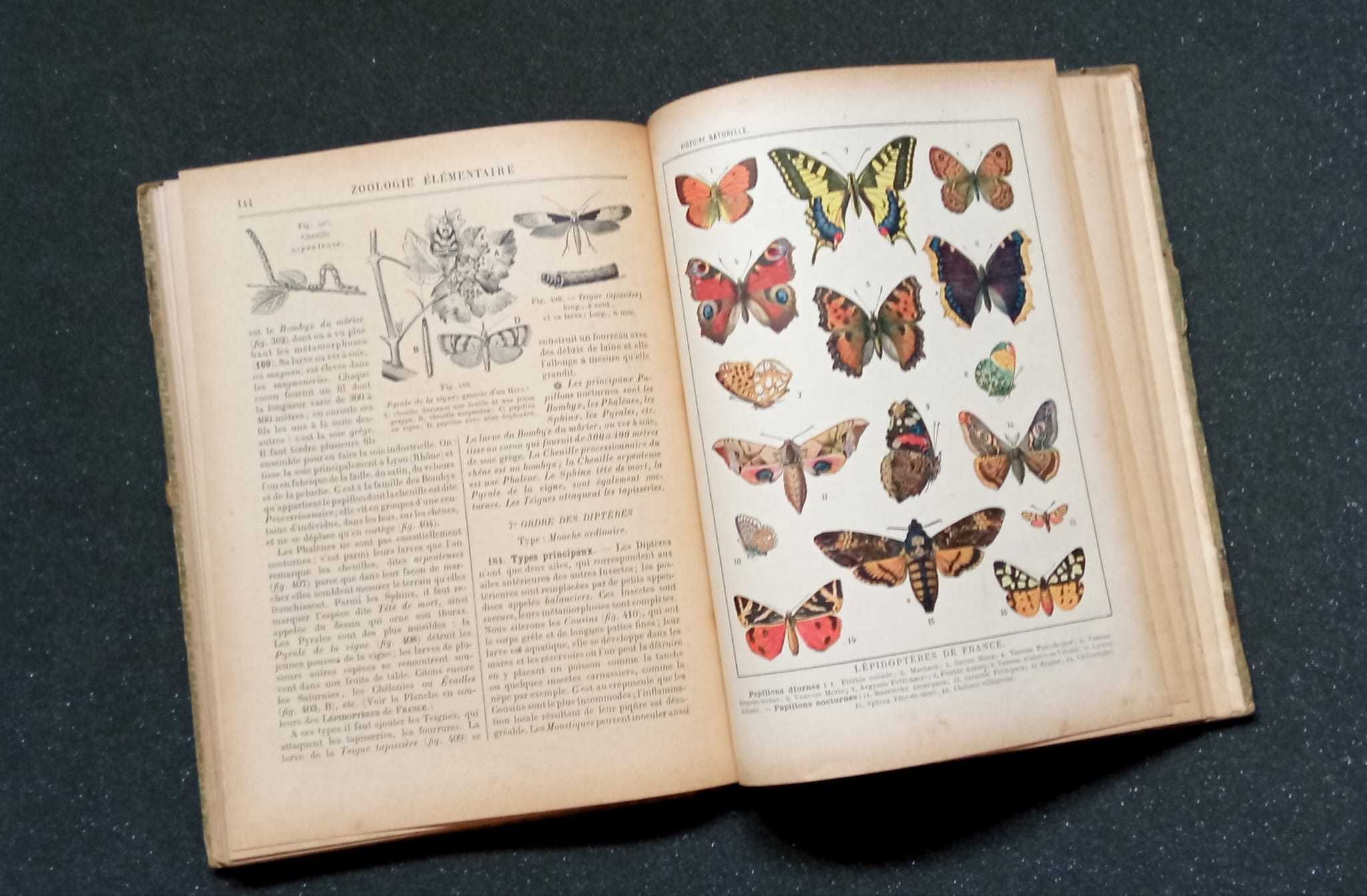 Zoologie Élémentaire – Edição Francesa Rara e Centenária