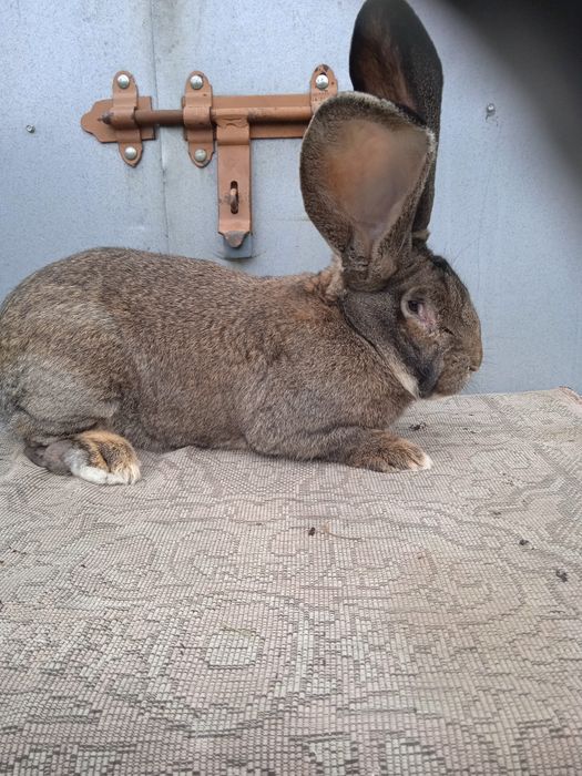 Olbrzym belgijski szary