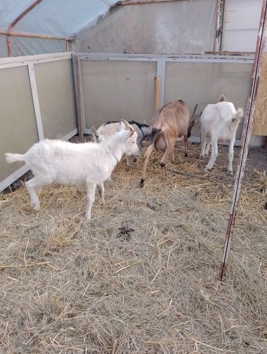 Kózka z mlekiem 3 lata zamiana