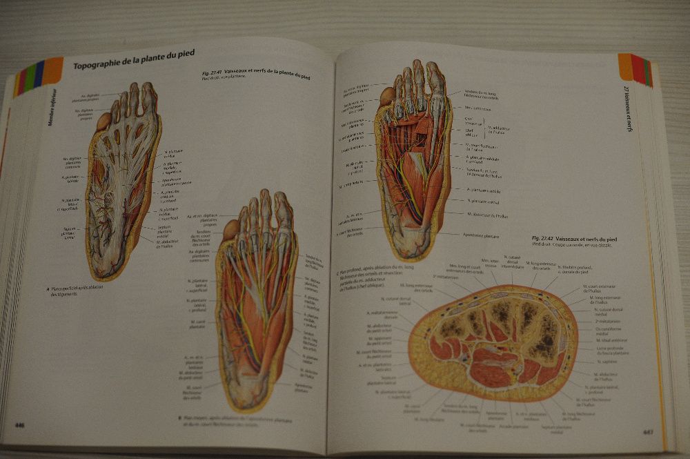 Атлас анатомии человека на французском atlas d'anatomie MALOINE 2010