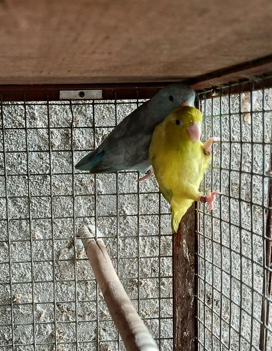 Forpus de 2025, Anilhados