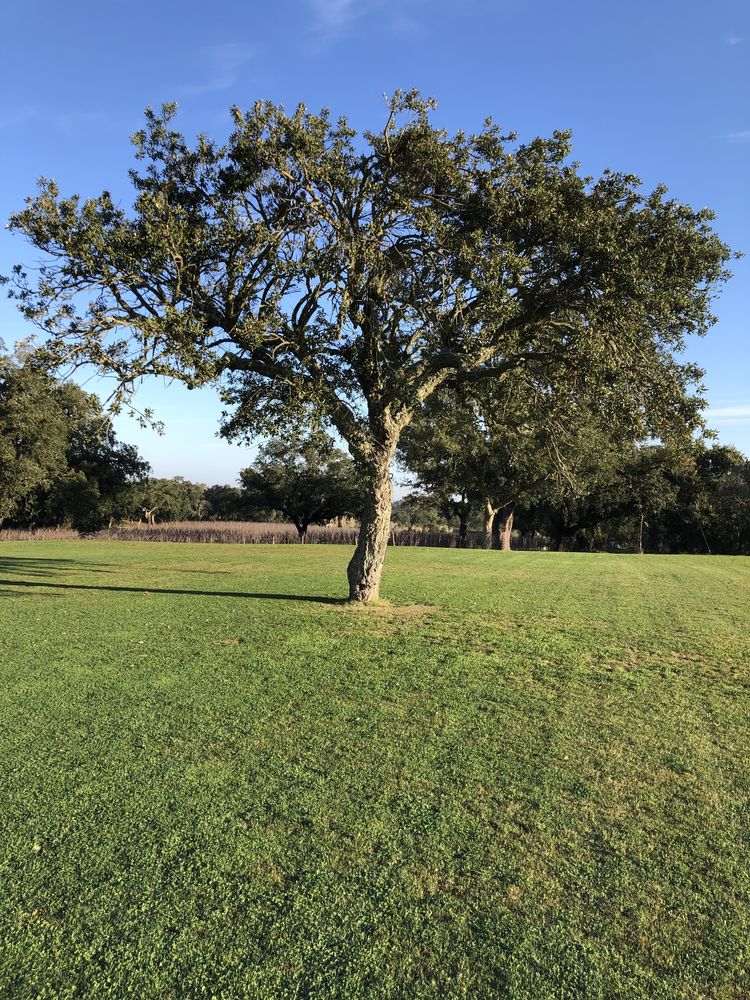 jardinagem manutenção de jardins