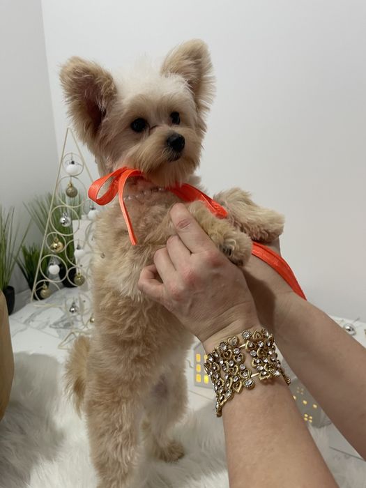 Помапу — Дівчатка, які змінять вашу реальність