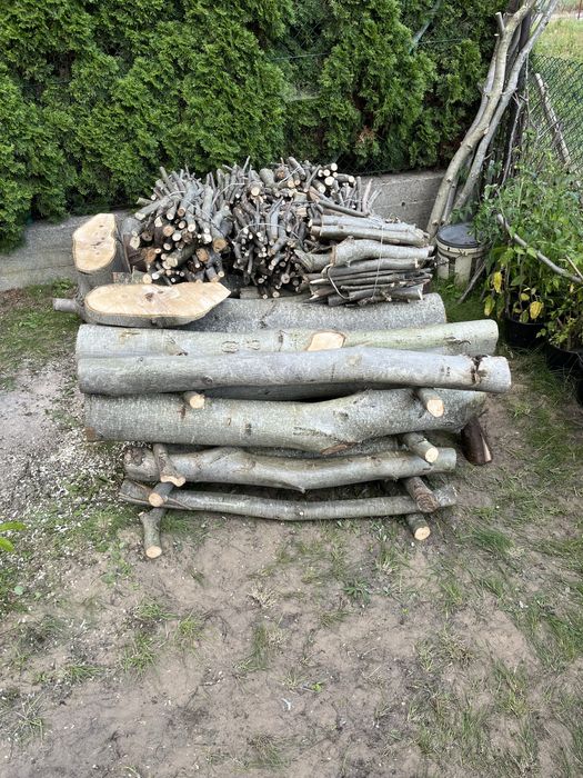 Orzech włoski drzewo