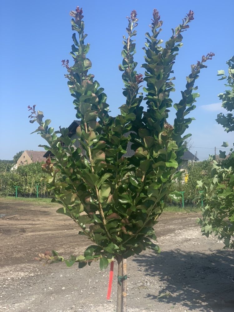 Lagerstroemia indica na pniu NOWOŚC