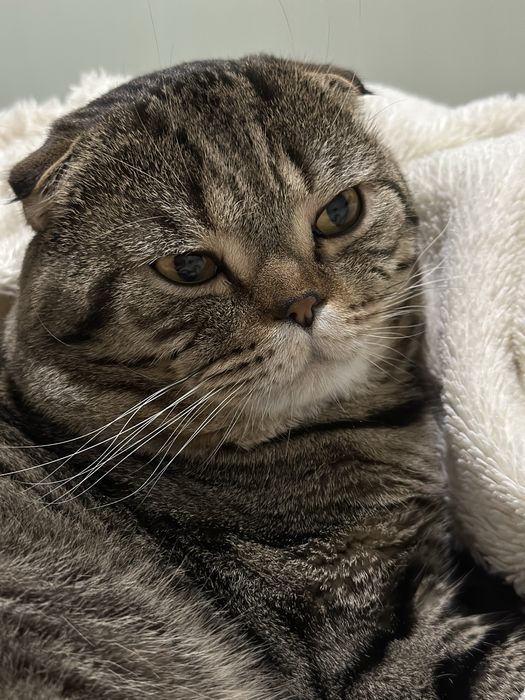 Прекрастный  умный и добрый кот ишет кошечку для вязки.