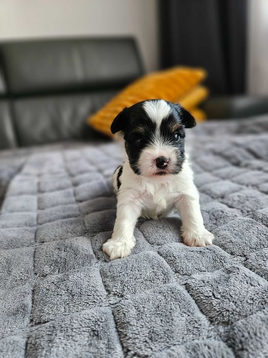 York Biewer słodka lalunia