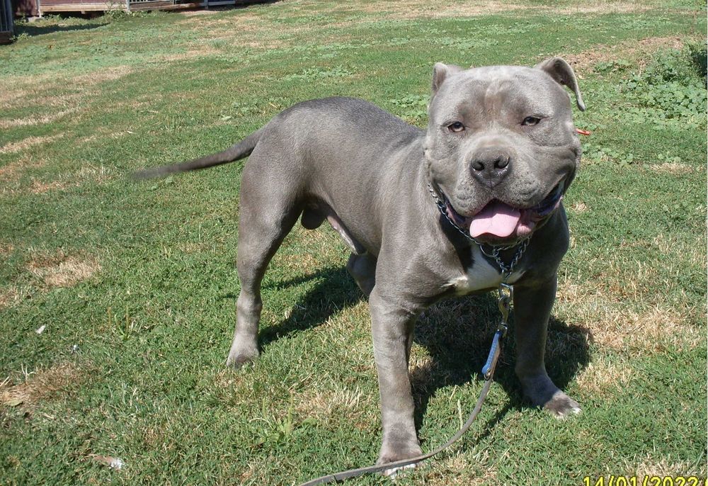 Amstaff blue piesek