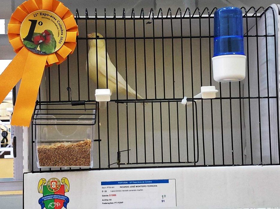 Canários de Competição e Criação