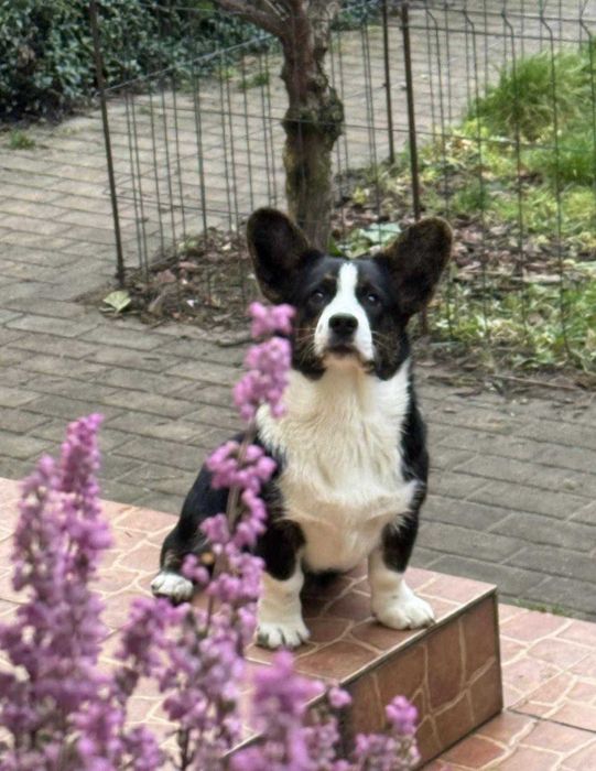 Welsh Corgi Cardigan FCI