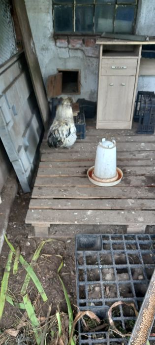 Koguty młode i dorosle