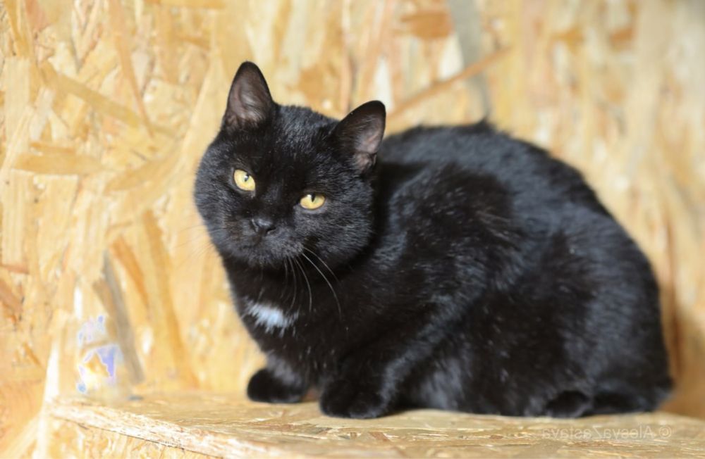 Котик Бадди, котенок мальчик 1 год, очень ручной