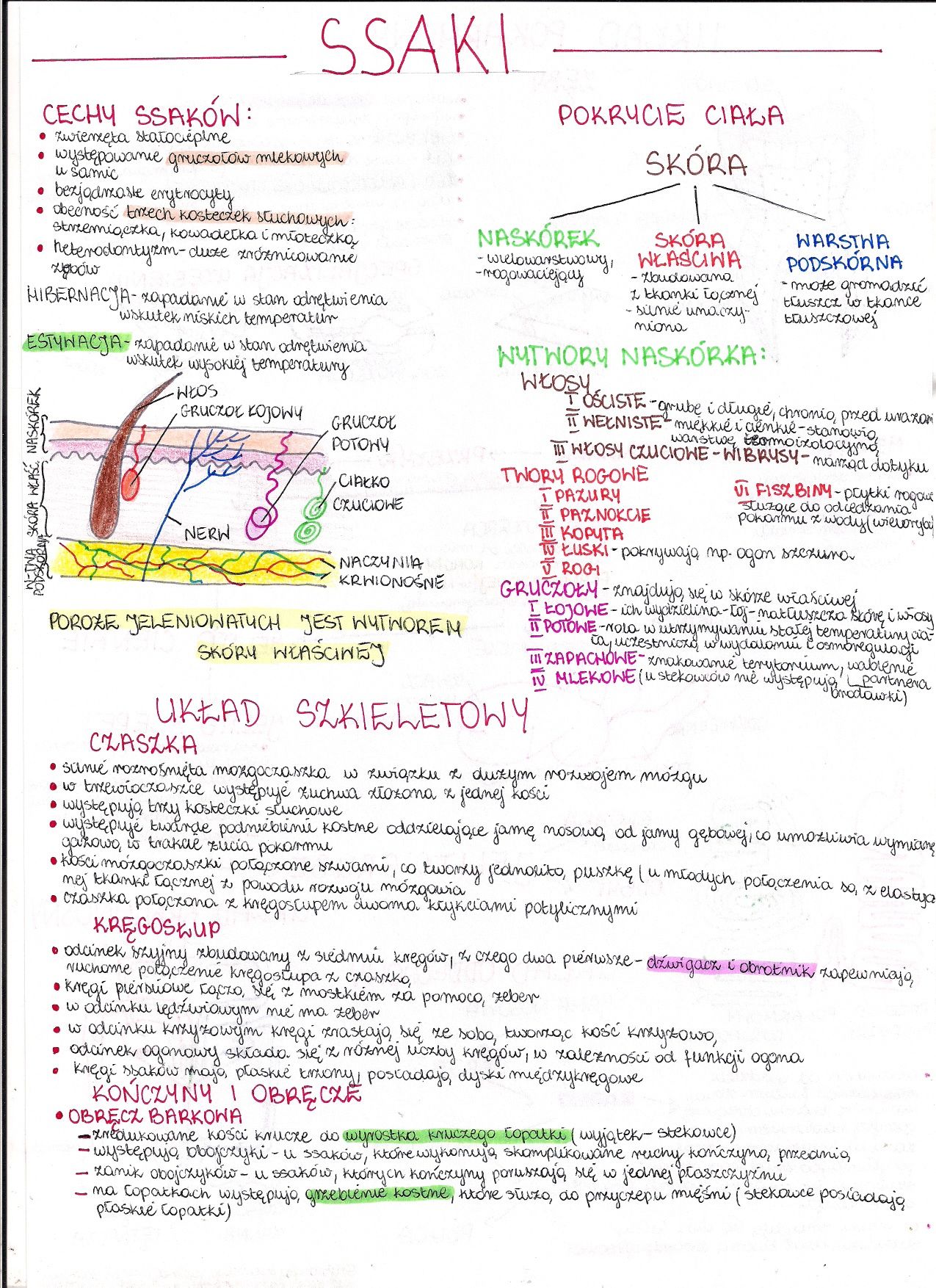 Notatki z biologii do matury! Matura 2024, biologia