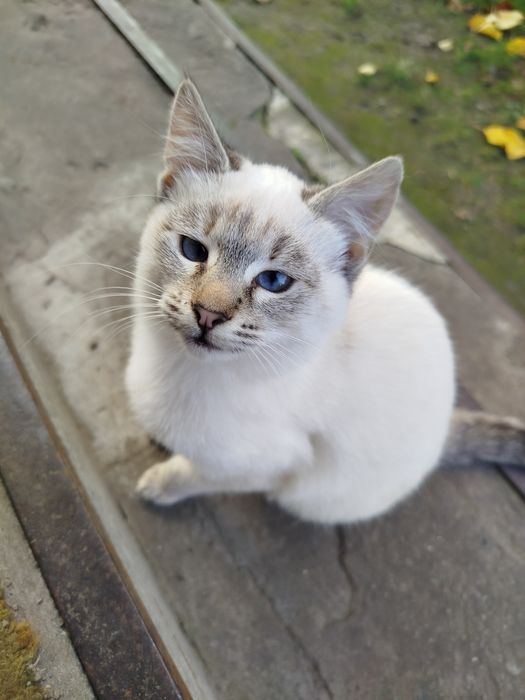 Кошеня шукає люблячу родину